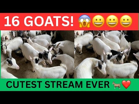 16 Goats in One Pen — Cutest Livestream Ever! 🐐🎥