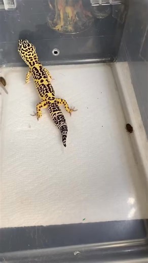 Ball python growth stages explained