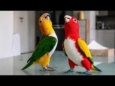 These two Caique PARROT did something nobody expected… 😳 | The Funniest PARROT🦜 Videos