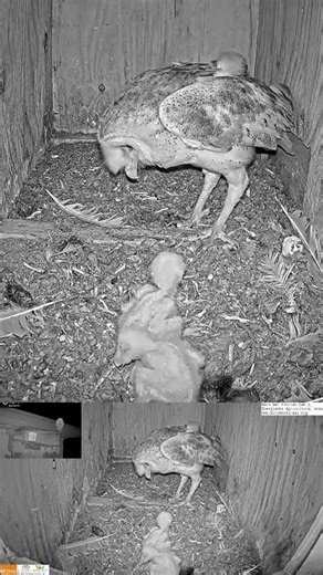 🦉 Beautiful Owl Family! Mom & Her Tiny Chicks | UF Nest Box 🐣❤️