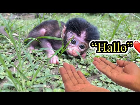 "Heartbreaking Rescue: Baby Monkey Clings to Its Mother After the Flood and Landslide 💔🐵"