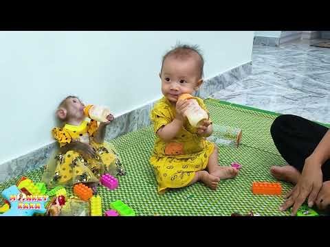 Monkey Kaka and Diem are holding their bottles and drinking milk, both look very adorable.