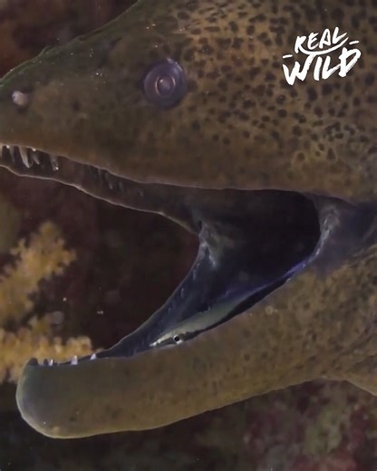The complex life of predators and prey in our aquatic ecosystems. From barracudas and moray eels to the beautiful lionfish, each has their own clever way to catch the fast swimming prey. | Real Wild