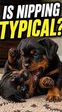 Rottweiler puppies wrestling match 😂 #rottweiler #puppies #shorts