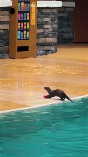 This Otter Cleaned The Pool Like A Hero 😂