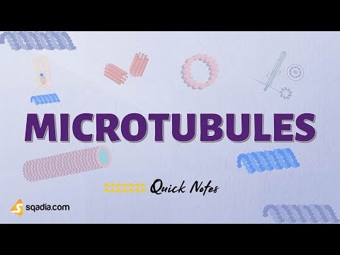 Microtubules | What are Microtubules?