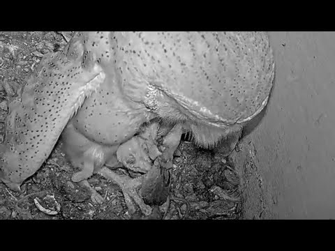 🦉🐣 Barn Owl Mother Carefully Feeds Her 4 Tiny Owlets in the Nest Box