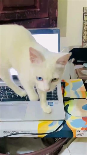 Funny Cat Moments | Cat Luna 🐱 Laptop 💻 Watching Herself 😻 #shorts #cat #satisfying