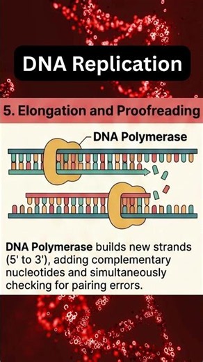 DNA Replication #science #biology #neet #scienceexplained