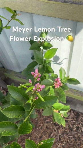 My Meyer Lemon Tree Is EXPLODING With Flowers 🍋
