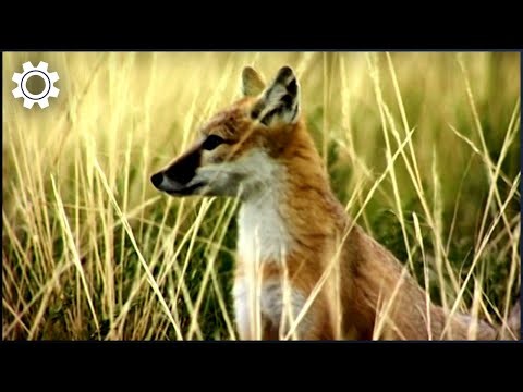 Wild Tech: How Cutting-Edge Technology Is Saving Endangered Species