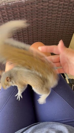 Friendly Squirrel Playfully Wrestles With Hand || ViralHog