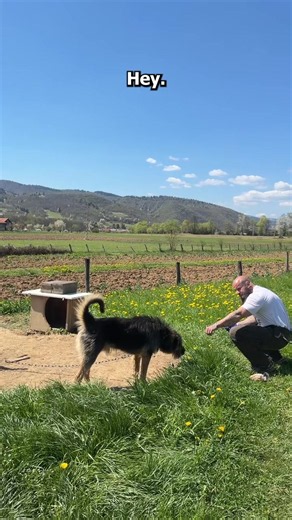 Gerettet 🫶🏽 #savethedogsbih #rescueddogs Savethedogsbih CH63 0900 0000 1529 0311 9 POFICHBEXXX 5033 BUCHS AG PAYPAL info@savethedogsbih.ch