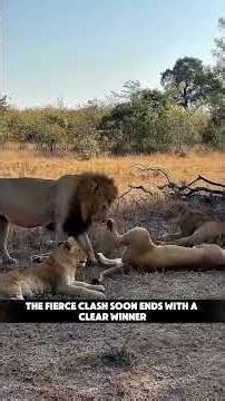 Brother vs Brother Beta Lion Dethrones the King Over Female! #lion #wildlife #nature #savannah