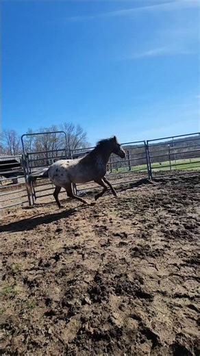 Morning Workout Session | Spanish Mustang