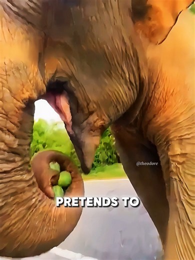 🐘 This Elephant’s Clever Trick Will Surprise You! 🍉😱#shorts