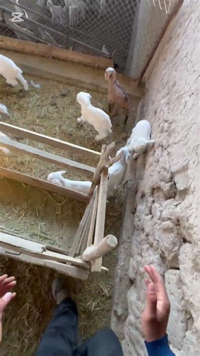 White Baby Goats 🤍🐐