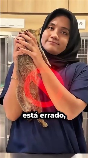 Como Segurar Corretamente Um Gato Nos Braços! 🐱