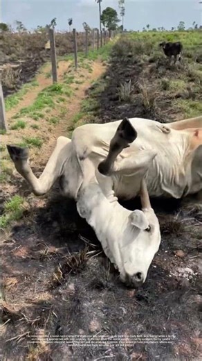 Rolling Rescue: How Farmers Flip a Downed Cow — Without a Crane
