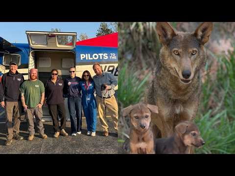10 Endangered Red Wolves Transported To Help Save Species