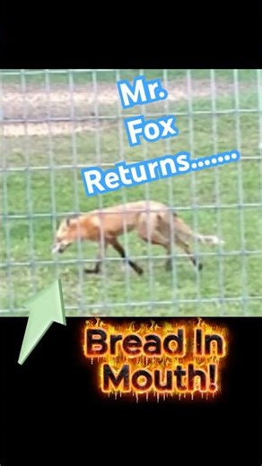Mr. Fox Returns to Steal Bread & Visit Emma the Cat! #fox #wildlife #FatCat #CuteCat #CatPOV