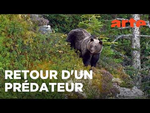 Pyrénées, vivre avec l'ours | 360° Reportage | ARTE Évasion