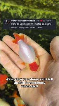 How to have CRYSTAL CLEAR water in your aquarium