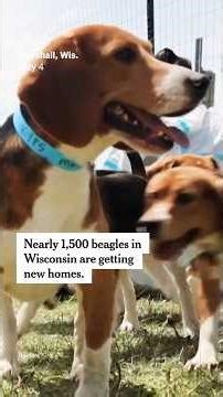1,500 Beagles From Ridglan Farms Are Getting New Homes