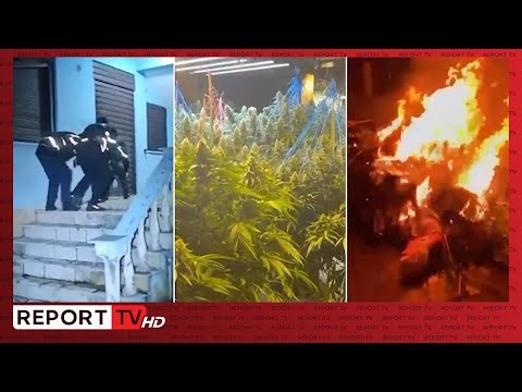 Policia kap në BEFASI 22-vjeçarin që kishte kthyer banesën në 'shtëpi bari'!Sekuestrohen 300 bimë...