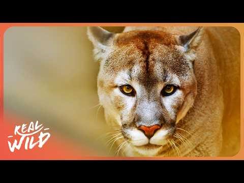 Pumas: The Ice Age Survivors