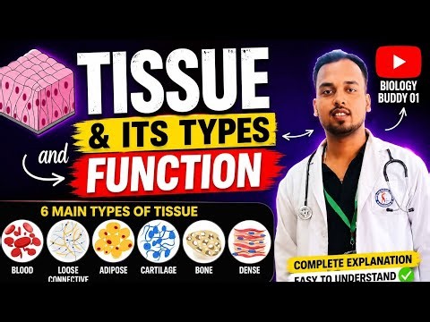 TISSUE & ITS TYPES FUNCTION BY BIOLOGYBUDDY
