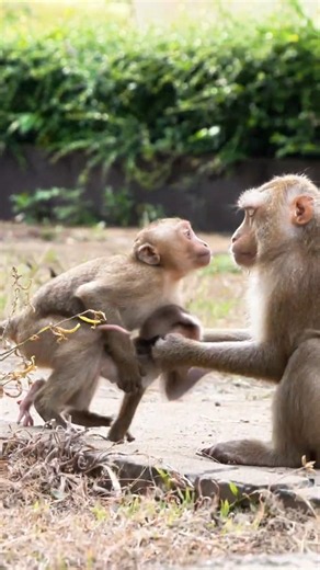 Mama SARIKA Supports Baby SARI as He Learns New Skills #cute #animallife #babymonkey #animals