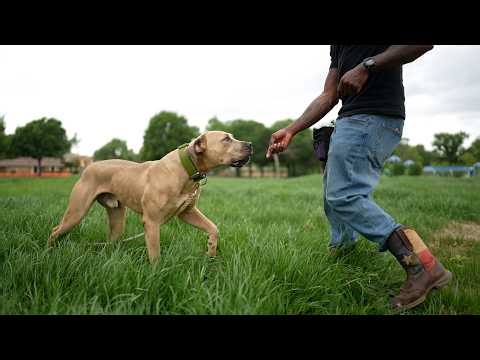 Recall Assessment 101: Testing my Mastiff's Recall