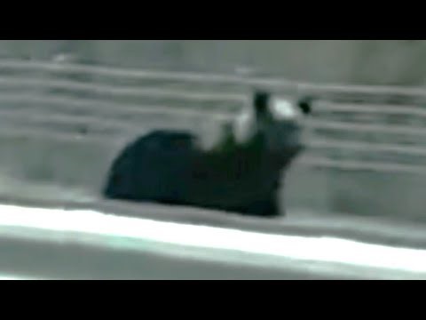 【ヒグマ速報・動画あり】「あっクマだ！怖い！でかい！」撮影者をチラチラ見ながら道路を横断するクマ＿体長は1.7mほどか〈北海道遠軽町・旭川紋別自動車道白滝IC付近〉