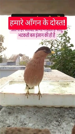 Beautiful Birds & Animals Sparrow,Parrot,Squirrel, Myna,Bulbul#Sparrow#Parrot #Squirrel#Myna#Bulbul