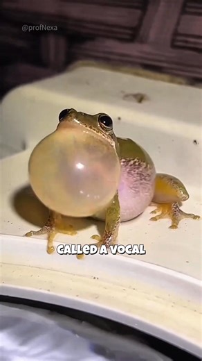 This Frog Looks Like It’s Exploding… But Here’s the Truth! 🐸😳