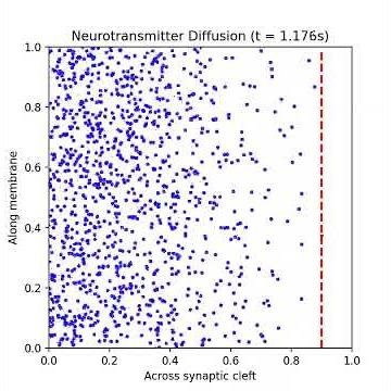 Neurotransmitter Diffusion Across Synapse (2)