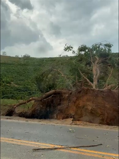Chuva com Tempestade e Ventania: Árvores Rancadas pela Raiz