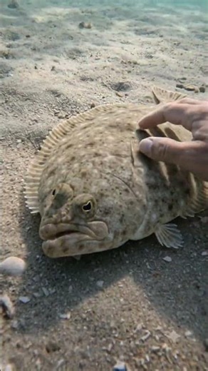 Flounder Hides in Plain Sight on the Seabed (Diver POV)