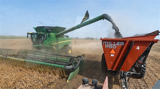 Perfect conditions for a massive corn harvest