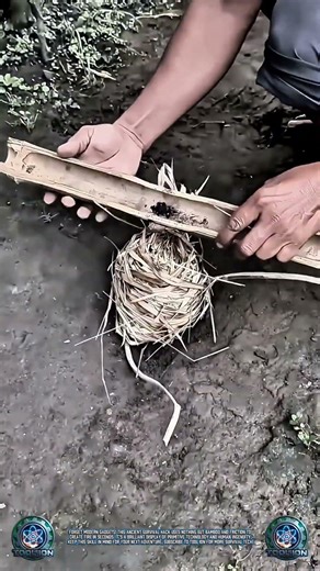 Survival Hack: Creating Fire with Just Bamboo Sticks 🔥