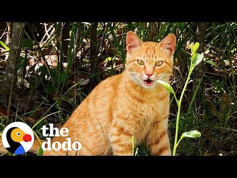Woman Waits 282 Days To Finally Snuggle With Her Rescued Feral Cat | The Dodo