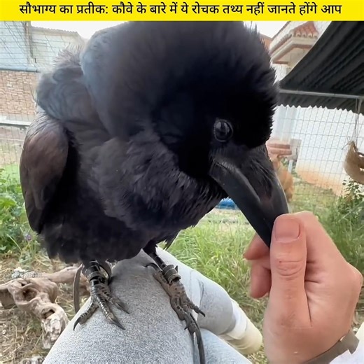 The Hidden Intelligence of Crows 🐦 | Smarter Than You Think! | #shorts