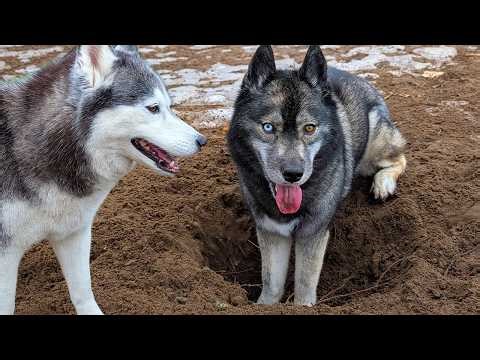 The Return of Mud Puppy Season! 🐾 The Dogs Are Digging!