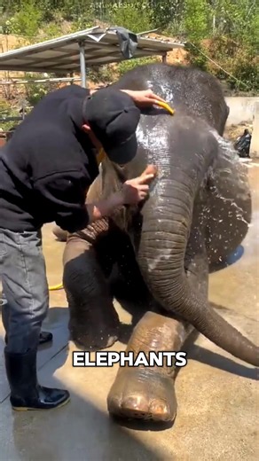 Elephants are basically giant toddlers that never grow out of playing in the water 🐘 #elephant #wildlife #animals