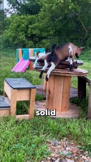 Why These Goats Fall Over When You Scare Them 😨 #shorts