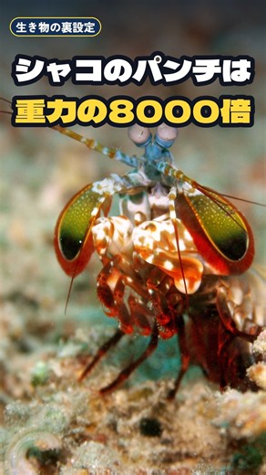 【衝撃】シャコのパンチは重力の8000倍で加速する？時速83kmで貝をたたき割る😳 #shorts