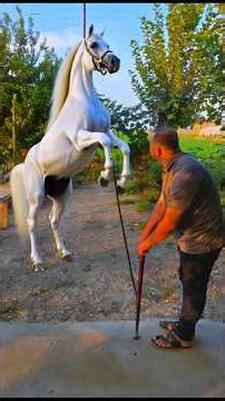 Purebred Horse 🐎😂#FunnyHorse #HorseComedy #ViralShorts #FunnyVideos #ComedyShorts #Trending