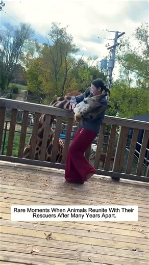 Rare Moments When Animals Reunite With Their Rescuers After Many Years Apart.