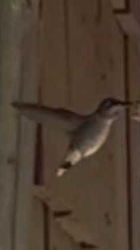 When Humming Birds Attack#PetLovers #Outdoors #Hummingbirds #NatureHashtagsAnimalLover #birdwatcher
